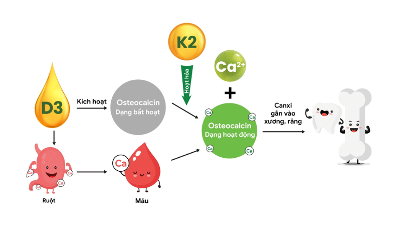 Sự tương tác gắn kết của vitamin D3K2 MK7 